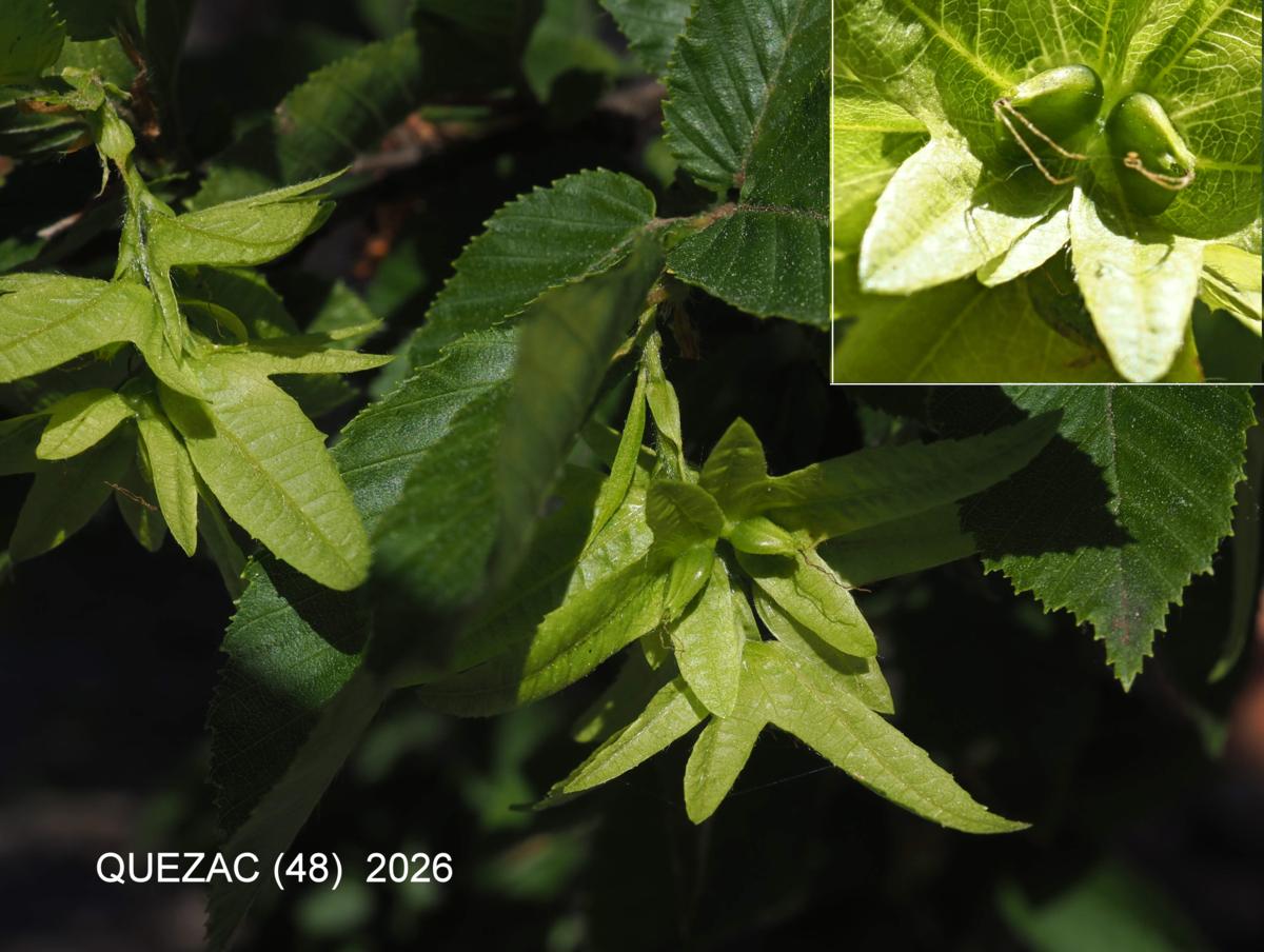 Hornbeam fruit